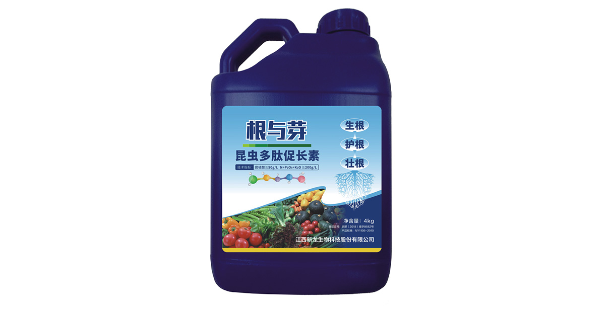 根与芽